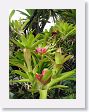 Xandari - 20 * Xandari landscaping * Xandari landscaping